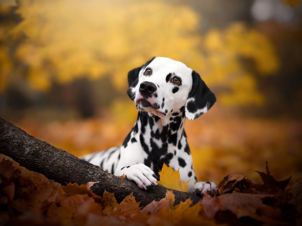 What’s Updog? Datadog’s new tool tells you which apps are down